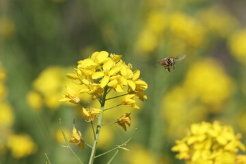 蜜蜂と菜の花