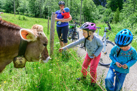 Familie macht Pause beim Radeln an einer Viehweide