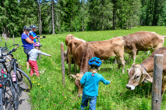 Familie macht Pause beim Radeln an einer Viehweide