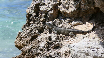Iguanidae in bonaire