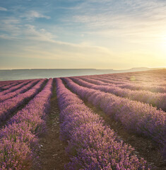 Plakat Meadow of lavender at sunrise.