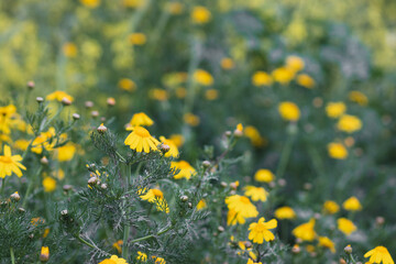 Yellow chrysanthemums that grow wild in the Israeli winter, blurred background