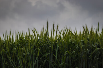 A low-angle view of a field of green wheat, against a backdrop of a cloudy winter sky