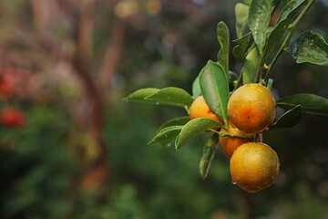 fresh orange in the garden