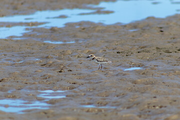 Pássaros na praia pescando. 