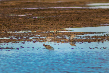 Pássaros na praia pescando. 