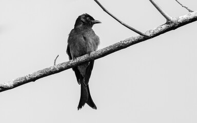Sri Lankan black Drongo bird perched on a tree branch high key black and white photograph.