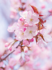 暖かな日差しのなか満開になった桜の花