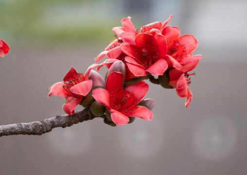 2021 Mar 14,Hong Kong.Flowers of Bombax Ceiba or silk cotton tree in park .