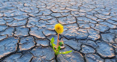 plant growing in desert drought concept