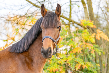 A head of a brown KWPN stallion, Dutch Warmblood horse, 2 years old. Outside against a green and yellow natural background