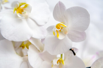 Fototapeta na wymiar The branch of white orchids on white fabric background 