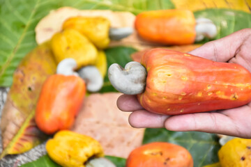 Ripe cashew apples holding in hands, blurred background.