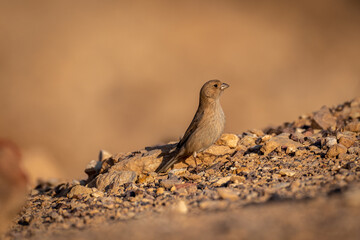 Isolated close up of a single Sinai Rosefinch- Southern Israel