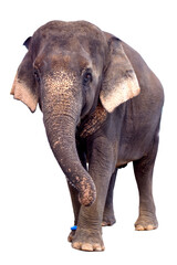 Asian elephant standing on a white background.