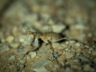 Isolated close up macro of a desert praying mantis- Southern Israel