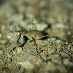 Isolated close up macro of a desert praying mantis- Southern Israel