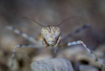 Isolated close up macro of a desert praying mantis- Southern Israel