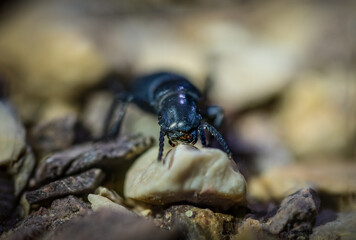 Isolated close up macro of a single black ant- Southern Israel