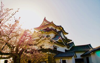 彦根城と桜.
