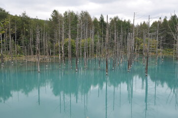 立ち枯れの木々の中にある青池