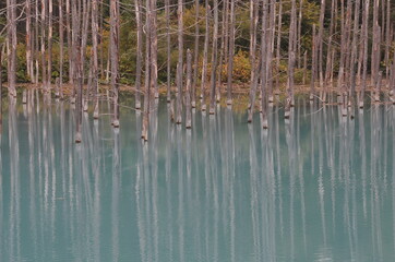 立ち枯れの木々の中にある青池