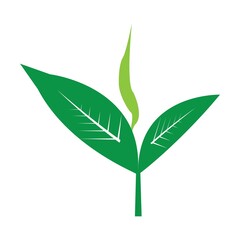 Leaf Logo Vector Illustration Business