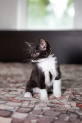 Kitty sitting on the bed and looking at something