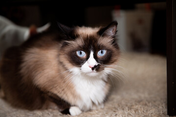 Cat on the floor looked at you. Cat with beautifull blue eyes