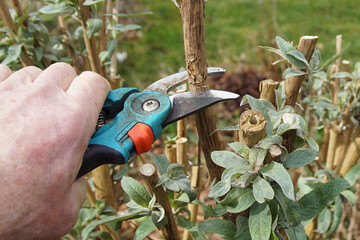 Pruning a butterfly-bush, summer lilac (Buddleja davidii) with a secateurs in a Dutch garden....