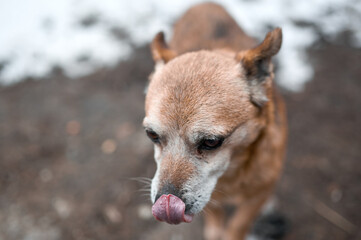red-haired stray dog looks at the camera and licks its lips on a snow-covered country yard