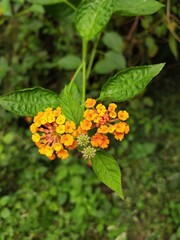 Lantana flower