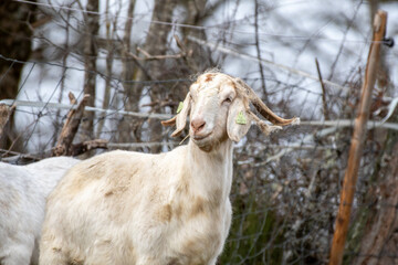 Fototapeta premium goat on the meadow
