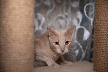 Curly cat with cool orange eyes. curly cat attacks scratchers.
