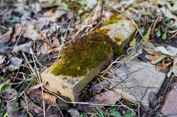 Old moss on a brick lies on the ground in the sun