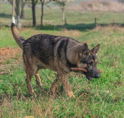 dog shepherd in the grass with a stick in his teeth