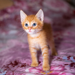 Curly cat walks on pink flower  cover