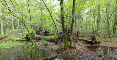 Natural mixed tree stand in summer