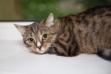 Fototapeta premium Adorable cat on windowsill with big yellow eyes.