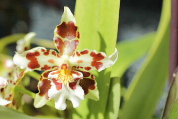 oncidium. oncidium hybrid. orchid oncidium close-up. spotted oncidium. Oncidium hyphaematicum x Odontoglossum Splendidum. beautiful oncidium orchid flower in garden. wilsonara hybrid.