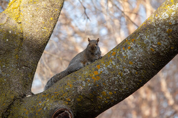 Close up view of a common eastern gray squirrel (sciurus carolinensis) in a backyard tree with defocused background, looking at the camera