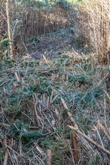 Wald