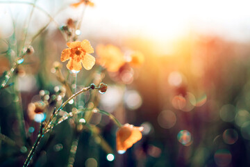Morning summer or spring. Beautiful wildflowers with dew drops at dawn, light blur, selective...