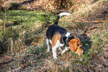 Beagle