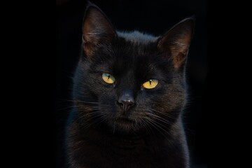 Portrait of a gorgeous black cat looking directly at the camera