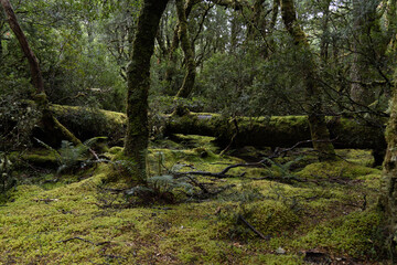 Green forest in tasmania 