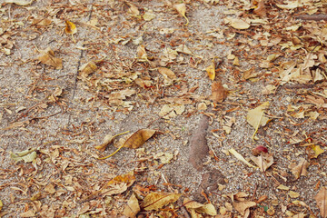 autumn leaves on the ground