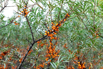 Branch with berries of sea buckthorn and green leaves on a background in cloudy day.