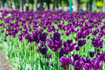 Obraz premium Violet tulips. Beautiful spring background. Keukenhof, Netherlands