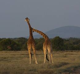 rear view of two reticulated giraffes necking in the wild Ol Pejeta Conservancy, Kenya